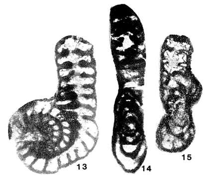 Image of Palaeoreichelina donghoiensis Liêm 1974