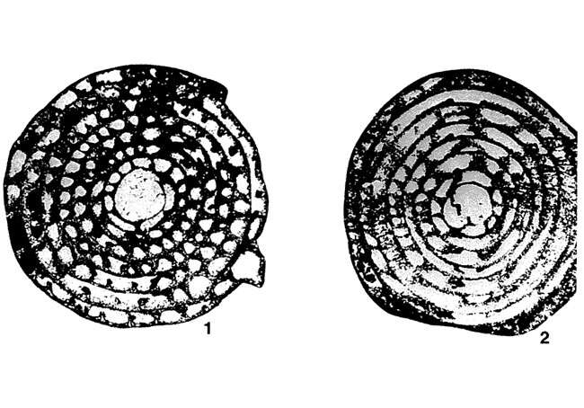 Image of Pisolina excessa Lee 1934