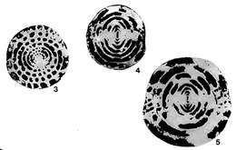 Image of Sphaerulina crassispira Lee 1934