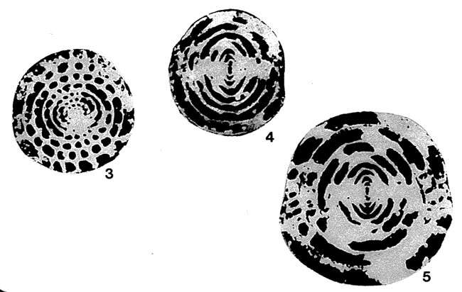 Image of Sphaerulina crassispira Lee 1934