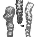 Image of Eotikhinella orbiculata Pronina 1980