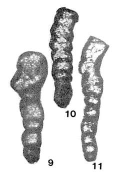 Image of Eotikhinella orbiculata Pronina 1980