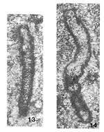 Image of Eocaligella isensis Pronina 1980