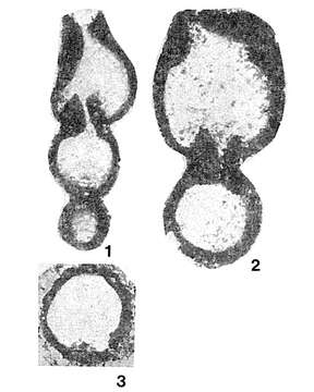 Image of Darjella monilis Malakhova 1964