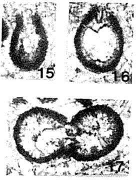 Image of Eolagena minuta Lipina 1959