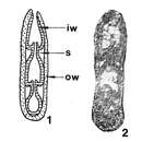 Image of Biparietata ampula Zolotova 1980