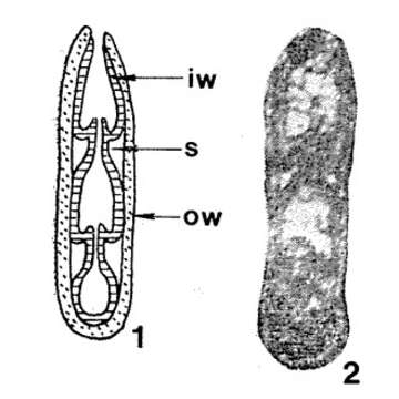 Image of Biparietata ampula Zolotova 1980