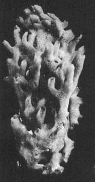 Image de Gelliodes carnosa var. laxa Dendy 1922