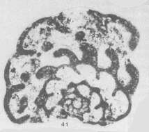 Image of Paraendothyra portentosa Conil 1984