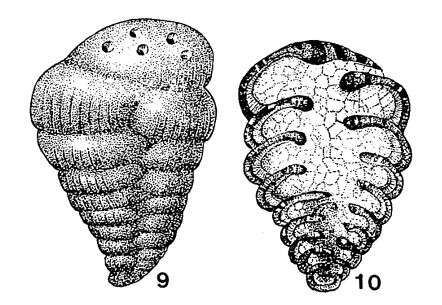 Image of Cribrostomum textulariforme Möller 1879