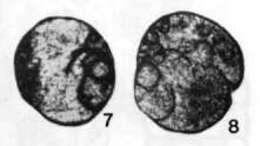 Plancia ëd Septoglobivalvulina guangxiensis Lin 1978