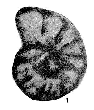 Image de Lipinella notata Malakhova 1975