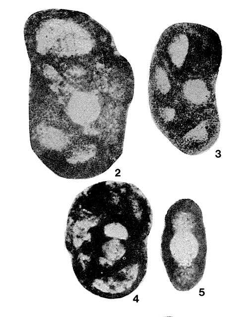 Image de Lipinella notata Malakhova 1975