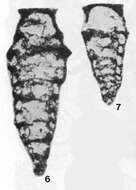 Image of Louisettita elegantissima Altiner & Brönnimann 1980