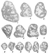 Image of Dariopsis curviseptum Malakhova 1975