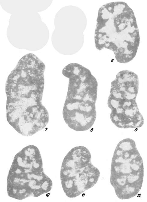 Image of Dariopsis curviseptum Malakhova 1975