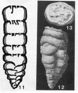 Plancia ëd Climacammina antiqua (Brady 1871)