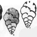 Image of Koskinotextularia cribriformis Eickhoff 1968