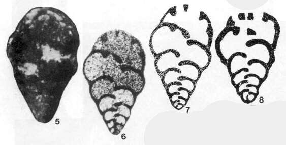Image de Koskinotextularia cribriformis Eickhoff 1968