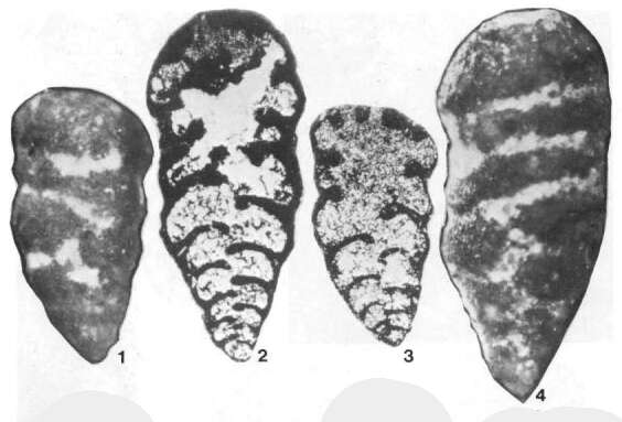 Koskinobigenerina breviseptata Eickhoff 1968的圖片