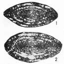 Image de Eochusenella longsangensis Huang ex Huang & Zeng 1984