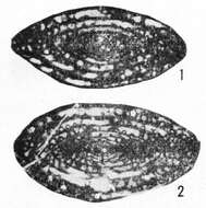 Image de Eochusenella longsangensis Huang ex Huang & Zeng 1984