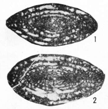 Image de Eochusenella longsangensis Huang ex Huang & Zeng 1984