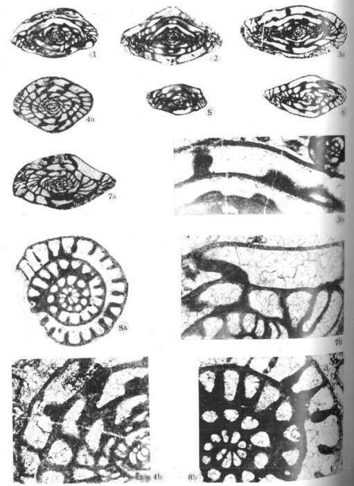 Image of Shachella robusta Zhu 1995