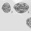 Image of Paramisellina houchangensis Zhang & Dong ex Xiao et al. 1986