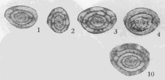 Image of Paramisellina houchangensis Zhang & Dong ex Xiao et al. 1986