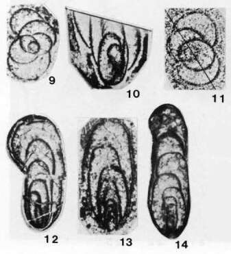 Image of Partisania typica Sosnina 1978