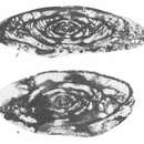 صورة Moellerites lopasniensis Solovieva 1986