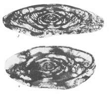 صورة Moellerites lopasniensis Solovieva 1986