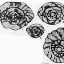 Image of Fusulinella franklinensis (Stewart 1958)