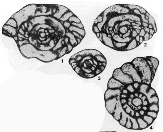 Image of Fusulinella franklinensis (Stewart 1958)