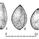 Image of Globulina chetaensis subsp. berriasica Basov V. A. ex Saks 1969