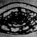 Image of Quasitriticites guizhouensis Zhuang 1984