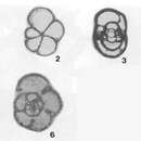 Postendothyra scabra Lin 1984的圖片