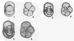 Image of Postendothyra scabra Lin 1984