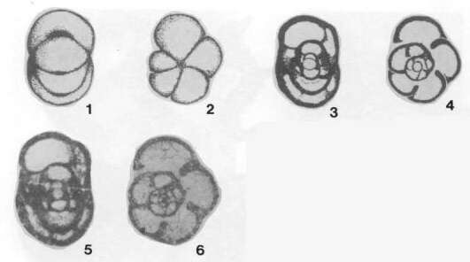 Image de Postendothyra scabra Lin 1984