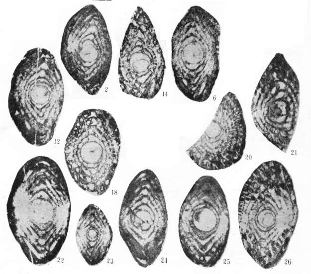 Image of Sazhiella liuzhiensis Dong 1984