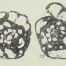 Image of Bessiella legrandi Conil & Hance 1982