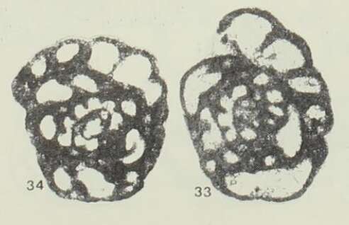 Image of Bessiella legrandi Conil & Hance 1982