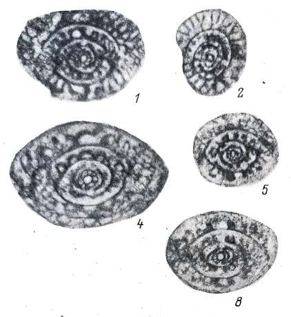 Image de Pseudodunbarula arpaensis Chediya ex Kotlyar et al. 1984