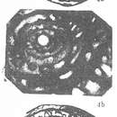 Image of Tieliekella tieliekensis Da ex Da & Sun 1983