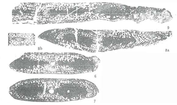 Image of Koksarella koksarensis Da ex Da & Sun 1983