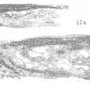 Image of Eotriticites gigantea Da ex Da & Sun 1983