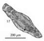 Image of Aulacophloia martiniae Gaillot & Vachard 2007