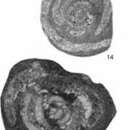 Image of Crassiglomella guangxiensis (Lin 1978)