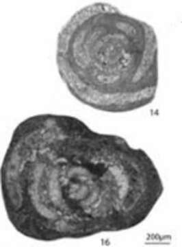 Image of Crassiglomella guangxiensis (Lin 1978)